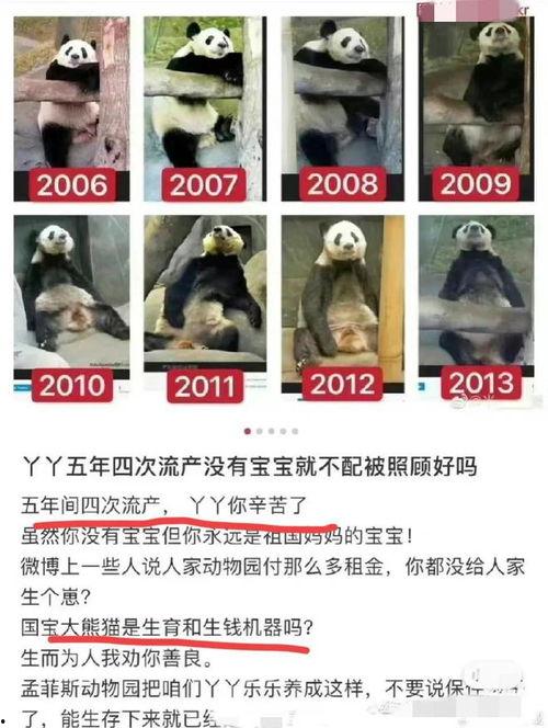 yy熊猫最新爆料消息,揭秘娱乐圈最新动态  第3张