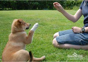 狗培训视频在线观看,精选在线视频教程一览 第3张 狗培训视频在线观看,精选在线视频教程一览 第3张